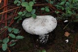 Amanita sect. Vaginatae image