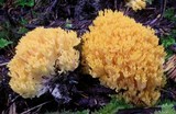 Ramaria cystidiophora var. fabiolens image