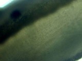 Tricholoma imbricatum image