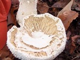 Amanita polypyramis image