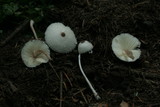 Leucocoprinus brebissonii image