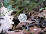 Tetrapyrgos nigripes image