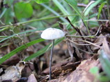 Tetrapyrgos nigripes image