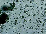 Tricholoma imbricatum image