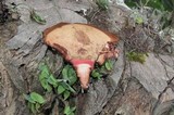 Fistulina guzmanii image