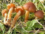 Pholiota terrestris image