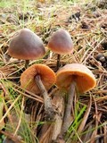 Macrocystidia cucumis image