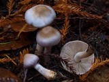 Inocybe ionocephala image