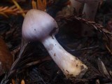 Inocybe ionocephala image