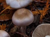 Inocybe ionocephala image