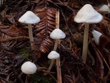 Alboleptonia adnatifolia image