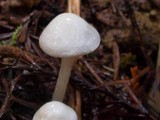 Alboleptonia adnatifolia image