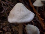 Alboleptonia adnatifolia image