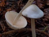 Alboleptonia adnatifolia image