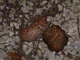 Boletus chrysenteron image