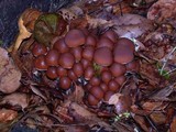 Psathyrella piluliformis image
