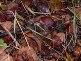 Macrotyphula juncea image