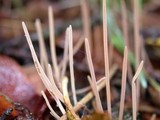 Macrotyphula juncea image