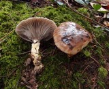 Gomphidius glutinosus image