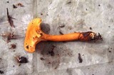 Hygrophoropsis aurantiaca image