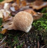 Lycoperdon echinatum image