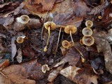 Mycena aurantiomarginata image
