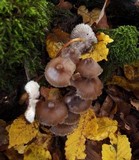 Mycena inclinata image