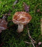 Paxillus involutus image