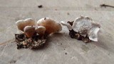 Plicaturopsis crispa image