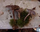 Pseudoclitocybe cyathiformis image