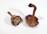 Ripartites metrodii image