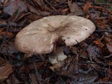 Agaricus hondensis image