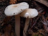 Hygrophorus eburneus image