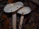 Hygrophorus eburneus image