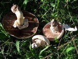 Agaricus californicus image
