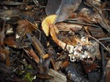 Gymnopilus luteofolius image