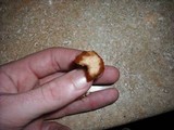 Gymnopilus luteofolius image