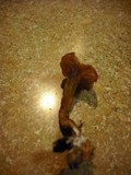 Gymnopilus luteofolius image