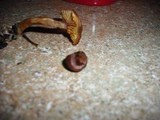 Gymnopilus luteofolius image