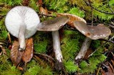 Lactarius pseudomucidus image