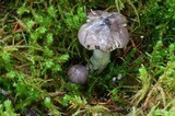 Tricholoma griseoviolaceum image