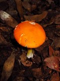 Amanita flavoconia var. inquinata image