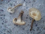 Clitocybe compressipes image