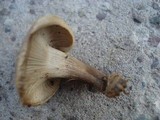 Clitocybe compressipes image