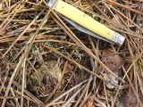 Rhizopogon occidentalis image