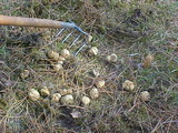 Rhizopogon occidentalis image