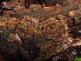 Coriolopsis caperata image