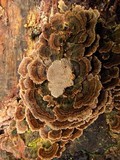 Coriolopsis caperata image