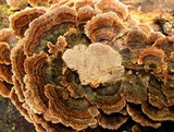 Coriolopsis caperata image