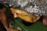 Pseudofavolus cucullatus image